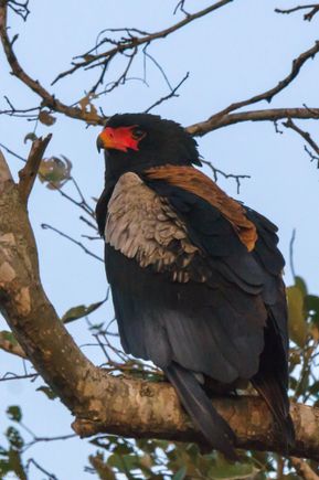 Bateleur Eagle