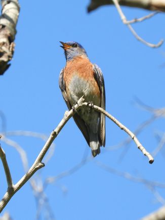 Western Bluebird