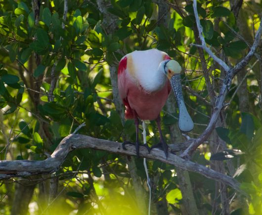 Roseate Spoonbill, another lifer!!!