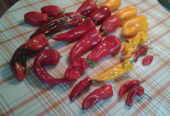 The normal size yellow bell shape are the Zolotisty which has Russian heritage. The pointy yellow I think are Golden Treasure.  Red pointy are my favorite Carmen which ripens early but too thin walled for roasting for the freezer. The largest red with some green are Gigante.  I think there might be an Aleppo that has turned red. I might have some red ripe shishito or pardron.  In January I get too crazy with seed starting.