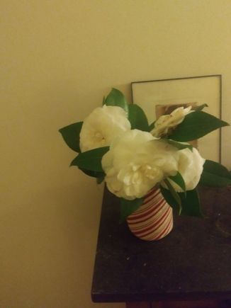 First camelias of the spring