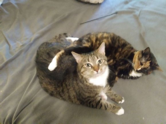The tubby tabby and the quirky calico.