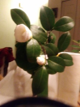 Some buds I brought in that began to bloom after a few days inside.