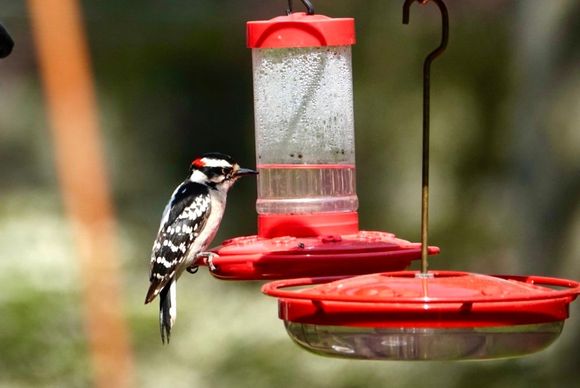 Male Hairy woodpecker 