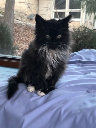 Getting fluffy after a Dawn bath