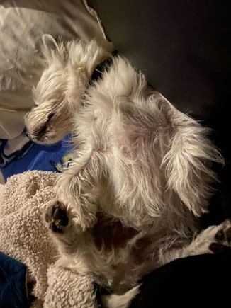 Watson is tired from supervising all the planting today!