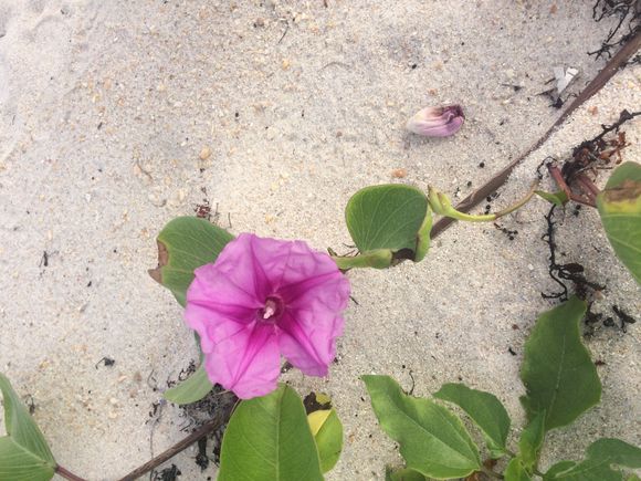 Flower on the sand dune.