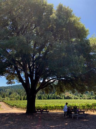  Not a bad spot for our picnic lunch at Goldeneye winery. 