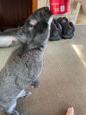 This rabbit’s mother and grandmother are therapy rabbits, so is very sociable. My sister carries  her around like a baby sometimes.