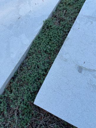 Some “weeds” for Ziggy.  