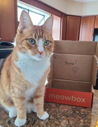 Thought you all might want to see a pic of my grandcat. (Ziggy, for you). He got a Meowbox today, new tos!, so he wanted Grandma to see. Awwwww. 