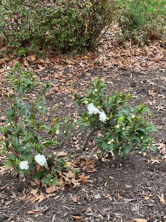 Portent of things to come. Winter Camelia beginning its bloom. 