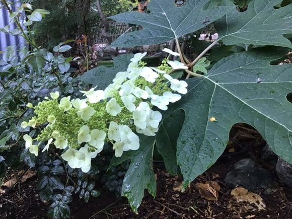 Oak leaf hydrangea