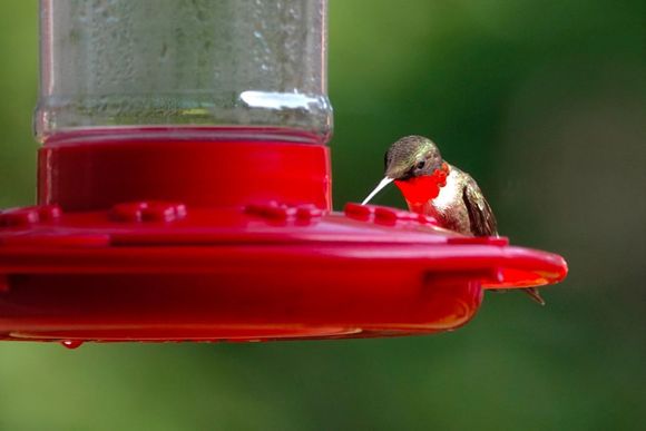 When the sun hits that ruby red throat, it lights up like a neon sign.