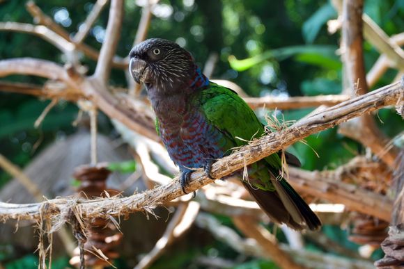 Parrot 