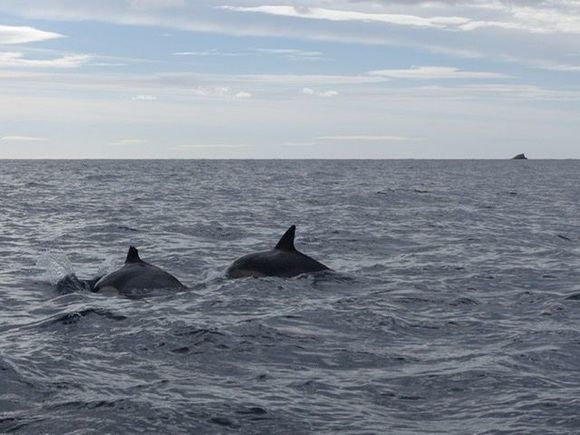 Dolphins