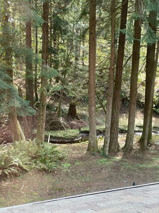 The view from my bedroom window at my son’s. They have 3  acres and that’s their creek. I’m in a forest alright. Hope not to see Sasquatch. 