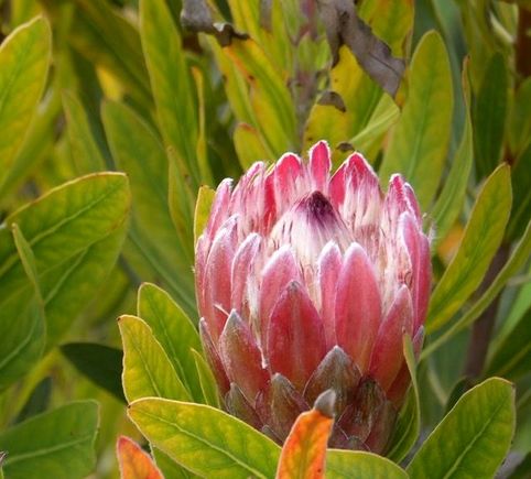 Protea
