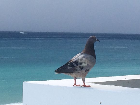 This is “the Husband.”