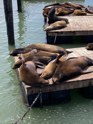 Sea lions at Pier 39