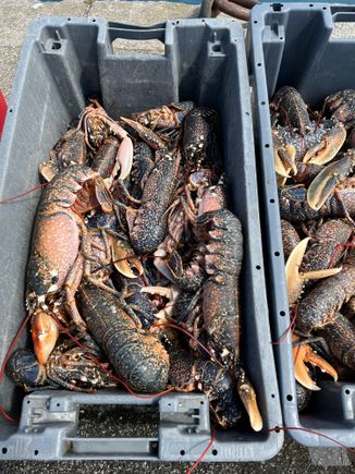 Lobsters for 8€.  $26 per lb back home 😳