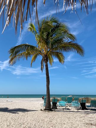 Something about palm trees….