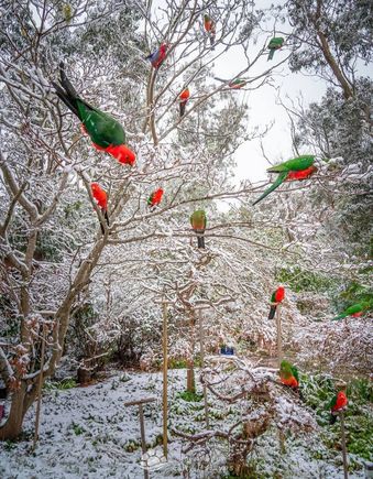 Crimson Rosellas playing in the snow.  Blue Mountains, NSW.
