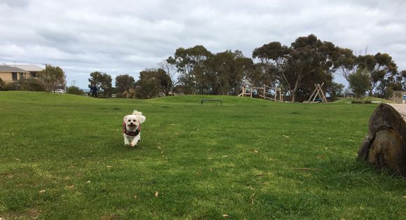 Doggo wanted a run in the park