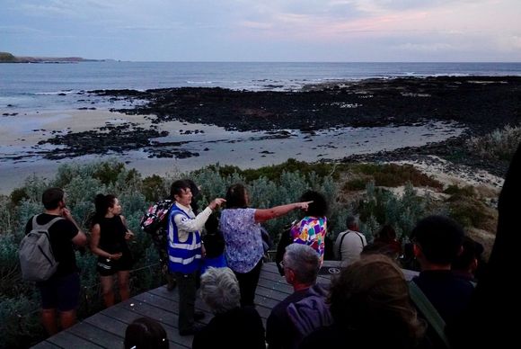 Waiting for the Little Penguins on Philip Island to come ashore. And the did as night fell. So tiny and so cute! But no photos allowed.