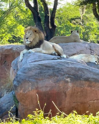 We saw so many animals on the “safari”