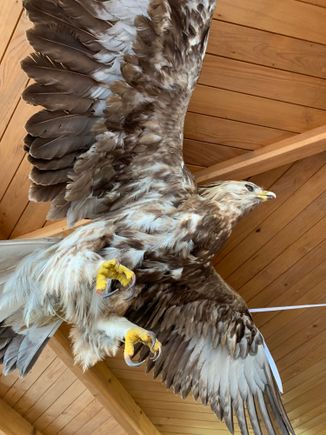One of the few bird sightings….