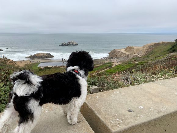 Ludo enjoying the view at Land End.