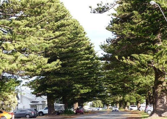 Huge Norfolk pines, tiny cottages