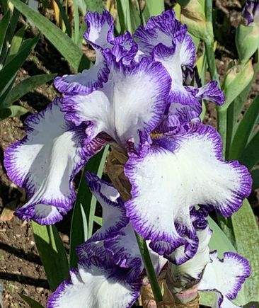 Presby Memorial Iris Gardens
