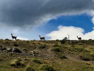 Guanaco watching DH change tire