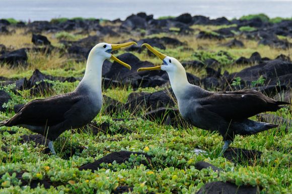 Waved albatrosses reconnecting via their dance after months of separation.