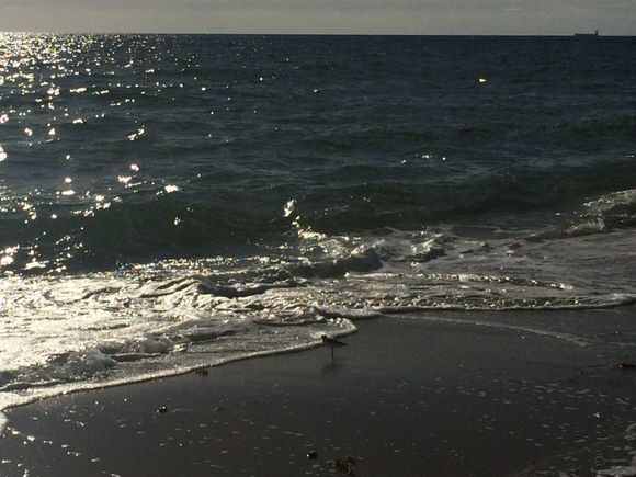 If you look closely, there are sandpipers.