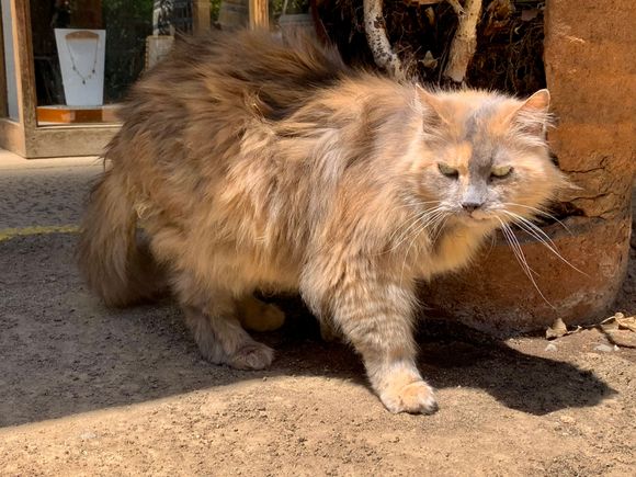For all my cat loving losers 