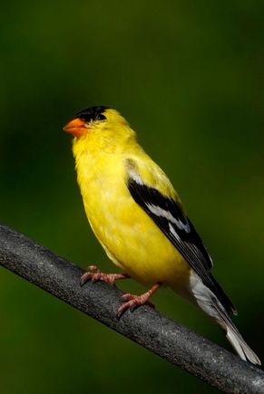 Goldfinch 