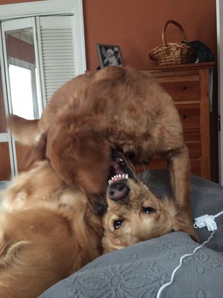 dcd, my current view. They’re wrestling while I’m trying to drink coffee in bed before heading out to barre. As predicted: -5 and temps dropping throughout the day. 