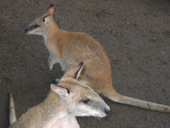 Two Wallabies in their natural color.