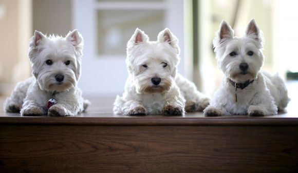 These guys want to say " Happy Birthday" !