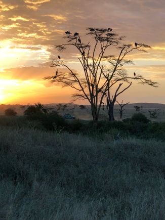 Serengeti sunset
