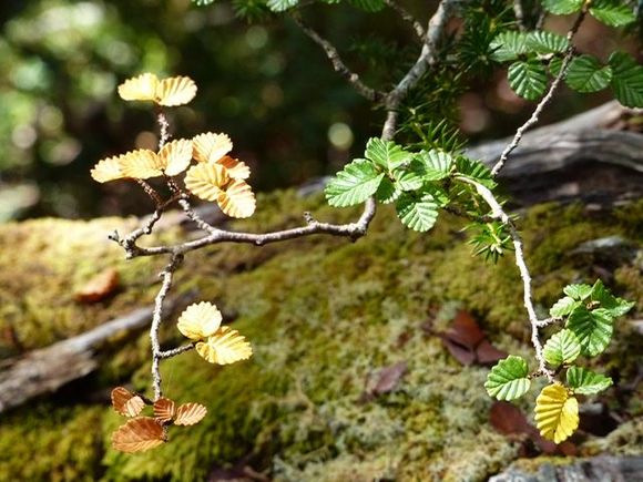The fagus is beginning to turn