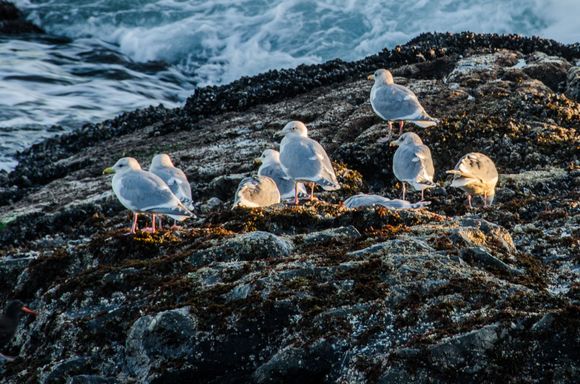 Birds resting during the golden hour.