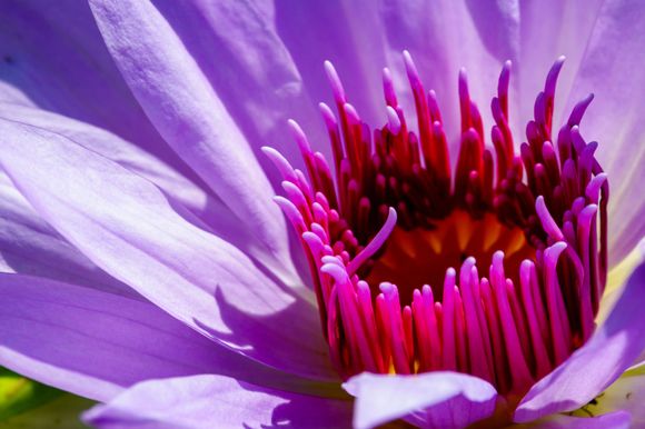 Tower Grove Park today, water lily