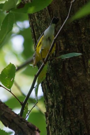 Magnolia warbler with lunch in mouth