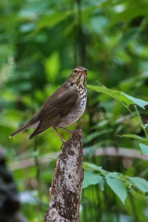 Swainson's thrush