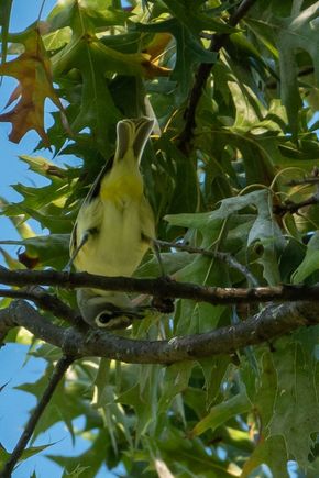 Blue-headed vireo, except his head taint blue