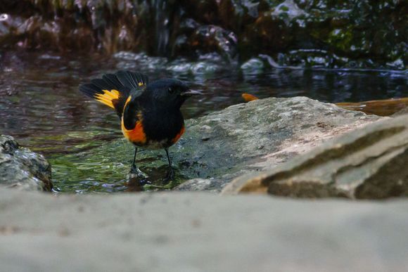 American Redstart